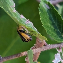 Xanthogaleruca luteola at Nicholls, ACT - 3 Feb 2024