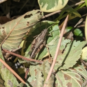 Phaulacridium vittatum at Nicholls, ACT - 3 Feb 2024