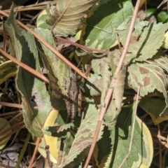 Phaulacridium vittatum at Nicholls, ACT - 3 Feb 2024