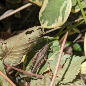 Phaulacridium vittatum at Nicholls, ACT - 3 Feb 2024