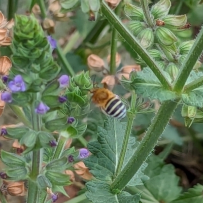 Amegilla sp. (genus) (Blue Banded Bee) at Watson, ACT - 2 Feb 2024 by AniseStar