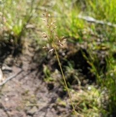 Deyeuxia gunniana (Bog Bent Grass) at Tharwa, ACT - 3 Feb 2024 by MattM