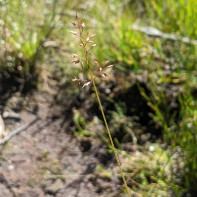 Deyeuxia gunniana (Bog Bent Grass) at Tharwa, ACT - 3 Feb 2024 by MattM