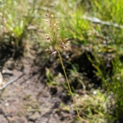 Deyeuxia gunniana (Bog Bent Grass) at Namadgi National Park - 3 Feb 2024 by MattM