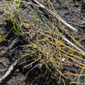 Deyeuxia gunniana at Namadgi National Park - 3 Feb 2024