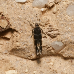 Stagmatophora argyrostrepta at Harrison, ACT - 31 Jan 2024