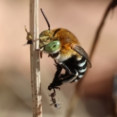 Amegilla (Zonamegilla) cingulata at Wodonga - 2 Feb 2024 by KylieWaldon