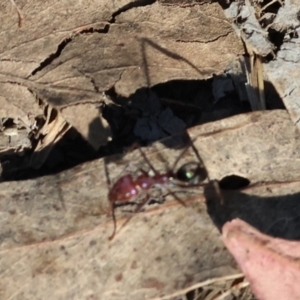 Iridomyrmex purpureus at Wodonga - 3 Feb 2024 07:59 AM