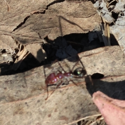 Unidentified Ant (Hymenoptera, Formicidae) at Wodonga - 2 Feb 2024 by KylieWaldon