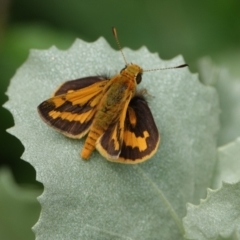 Ocybadistes walkeri (Green Grass-dart) at Hall, ACT - 30 Jan 2024 by Anna123