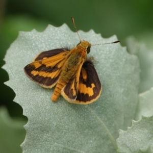 Ocybadistes walkeri at Hall, ACT - 30 Jan 2024 11:12 AM