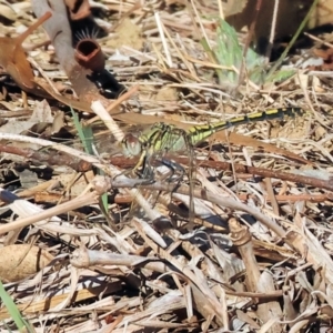 Orthetrum caledonicum at Wodonga - 3 Feb 2024