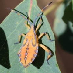 Amorbus alternatus (Eucalyptus Tip Bug) at Wodonga - 3 Feb 2024 by KylieWaldon