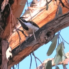 Entomyzon cyanotis (Blue-faced Honeyeater) at Baranduda, VIC - 2 Feb 2024 by KylieWaldon