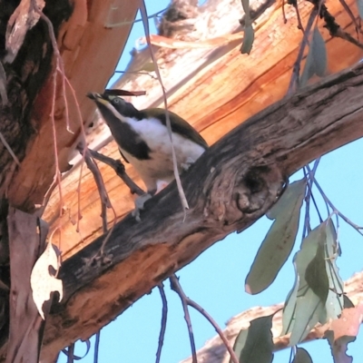 Entomyzon cyanotis (Blue-faced Honeyeater) at Wodonga - 2 Feb 2024 by KylieWaldon