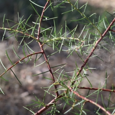 Acacia genistifolia (Early Wattle) at Wodonga - 2 Feb 2024 by KylieWaldon