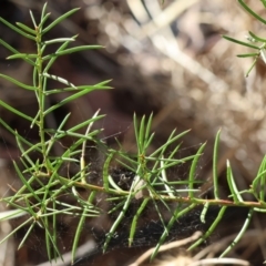 Acacia genistifolia at Wodonga - 3 Feb 2024