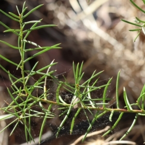 Acacia genistifolia at Wodonga - 3 Feb 2024