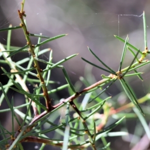 Acacia genistifolia at Wodonga - 3 Feb 2024