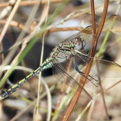 Orthetrum caledonicum (Blue Skimmer) at Wodonga - 3 Feb 2024 by KylieWaldon