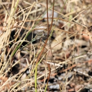 Orthetrum caledonicum at Wodonga - 3 Feb 2024 08:10 AM