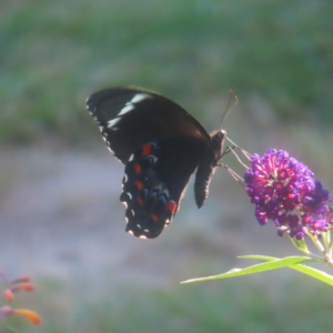 Papilio aegeus at QPRC LGA - 2 Feb 2024 05:06 PM