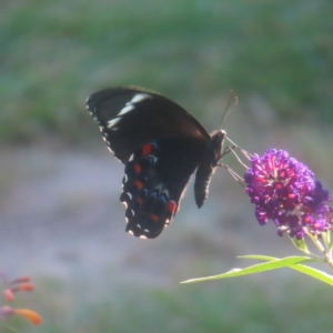 Papilio aegeus at QPRC LGA - 2 Feb 2024