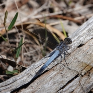 Orthetrum caledonicum at Hall, ACT - 3 Feb 2024 12:11 PM