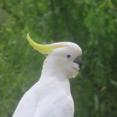 Cacatua galerita (Sulphur-crested Cockatoo) at QPRC LGA - 2 Feb 2024 by MatthewFrawley