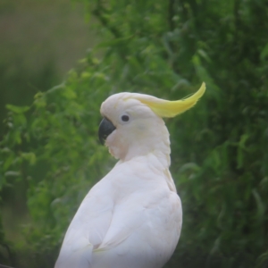 Cacatua galerita at QPRC LGA - 3 Feb 2024