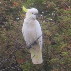 Cacatua galerita at QPRC LGA - 3 Feb 2024