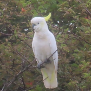 Cacatua galerita at QPRC LGA - 3 Feb 2024