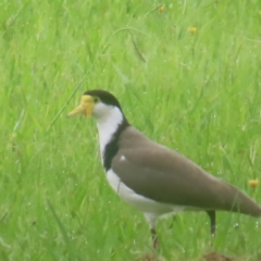 Vanellus miles (Masked Lapwing) at Braidwood, NSW - 2 Feb 2024 by MatthewFrawley