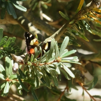 Vanessa itea (Yellow Admiral) at Jerrabomberra Wetlands - 3 Feb 2024 by Christine