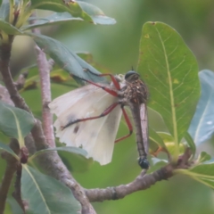 Unidentified Robber fly (Asilidae) at Braidwood, NSW - 2 Feb 2024 by MatthewFrawley