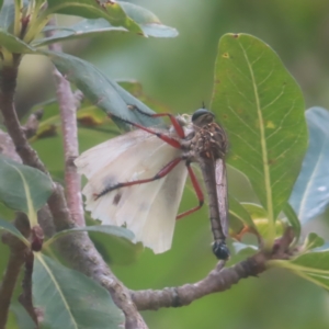 Zosteria sp. (genus) at QPRC LGA - 3 Feb 2024