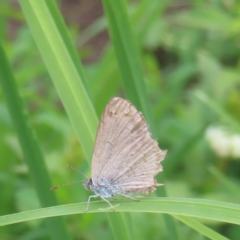 Zizina otis (Common Grass-Blue) at QPRC LGA - 2 Feb 2024 by MatthewFrawley