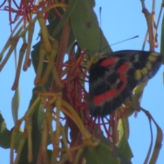 Delias harpalyce (Imperial Jezebel) at Mcleods Creek Res (Gundaroo) - 2 Feb 2024 by Christine