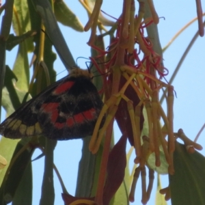 Delias harpalyce at Mcleods Creek Res (Gundaroo) - 2 Feb 2024