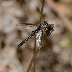 Miltinus sp. (genus) at Tidbinbilla Nature Reserve - 28 Jan 2024 by DPRees125