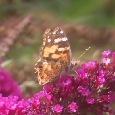 Vanessa kershawi (Australian Painted Lady) at QPRC LGA - 3 Feb 2024 by MatthewFrawley