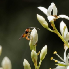 Ichneumonoidea (Superfamily) (A species of parasitic wasp) at Paddys River, ACT - 28 Jan 2024 by DPRees125