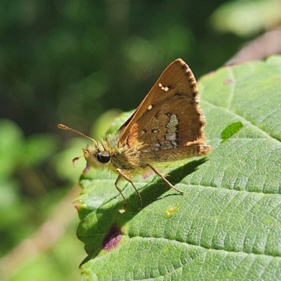 Dispar compacta (Barred Skipper) at Braidwood, NSW - 3 Feb 2024 by MatthewFrawley