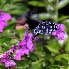 Thyreus caeruleopunctatus (Chequered cuckoo bee) at Brisbane City, QLD - 2 Feb 2024 by TimL