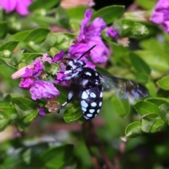 Thyreus caeruleopunctatus at Brisbane City Botanic Gardens - 2 Feb 2024