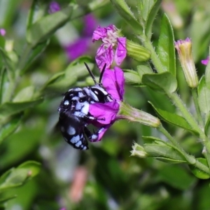 Thyreus caeruleopunctatus at Brisbane City Botanic Gardens - 2 Feb 2024