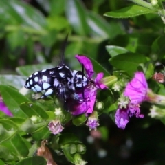 Thyreus caeruleopunctatus at Brisbane City Botanic Gardens - 2 Feb 2024