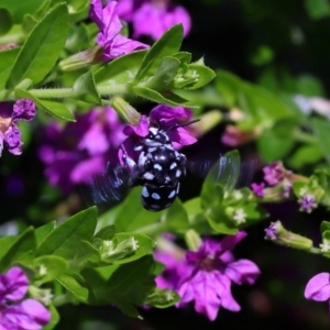 Thyreus caeruleopunctatus at Brisbane City Botanic Gardens - 2 Feb 2024