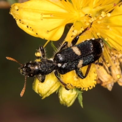 Eleale pulchra (Clerid beetle) at Taylor Offset (TLR) - 1 Feb 2024 by kasiaaus
