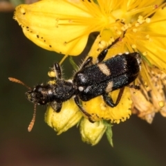 Eleale pulchra (Clerid beetle) at Taylor Offset (TLR) - 1 Feb 2024 by kasiaaus